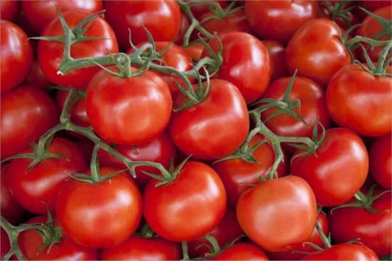 تراجع أسعار الطماطم في أسواق الجملة اليوم الخميس.. تفاصيل