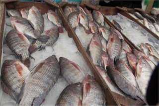 الغرفة التجارية: 30% تراجعًا في أسعار السمك خلال الأسبوع الجاري