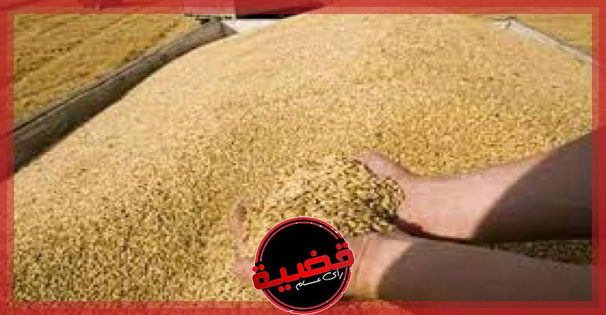 مسئولو الزراعة يطمئنون على محصول القمح في محافظة الغربية