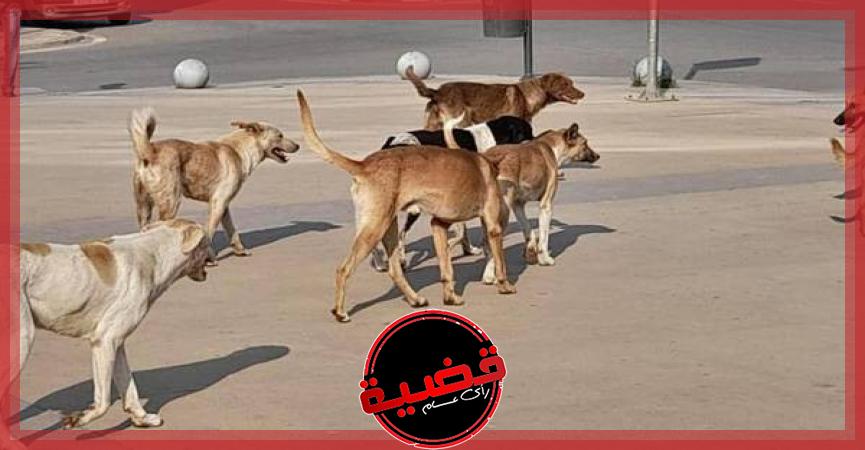لأول مرة.. مكافأة فورية لتسليم كلب ضال للملاجئ في مصر