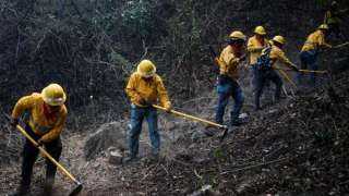 العثور على 83 قردا نافقا في المكسيك بسبب الجفاف وحرائق الغابات
